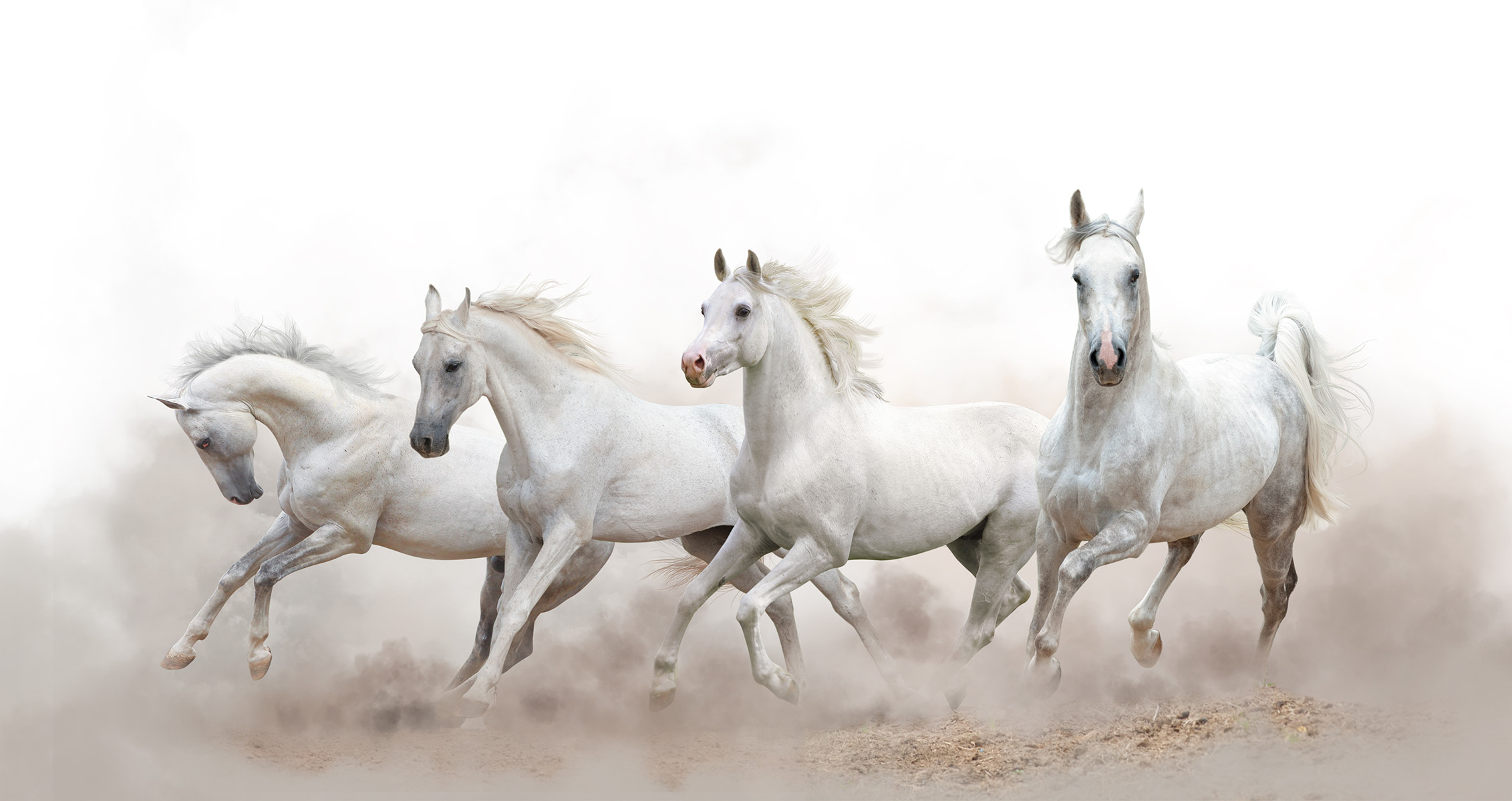 Arabian White Horses Galloping