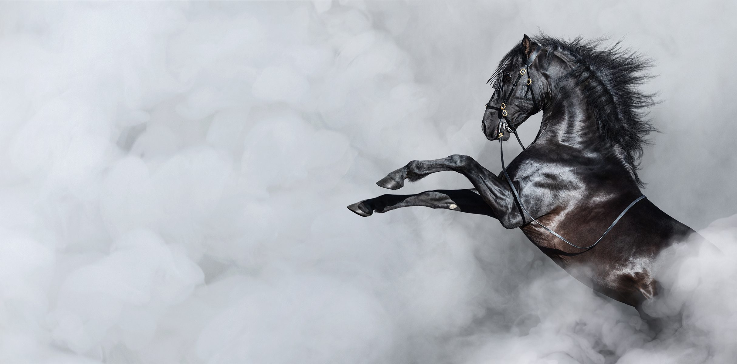 Breathtaking Black Horse