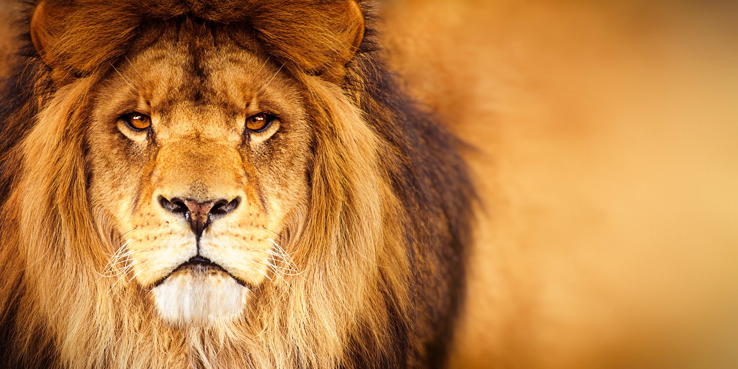 Majestic Lion Portrait: Powerful Gaze & Amber Eyes