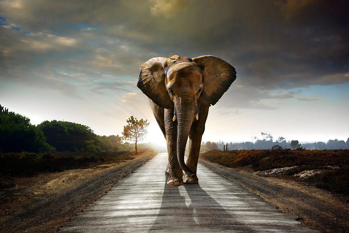Lone Elephant at Sunset