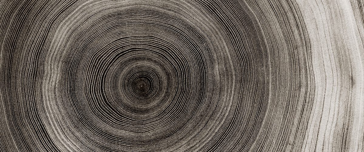 Tree Annual Rings