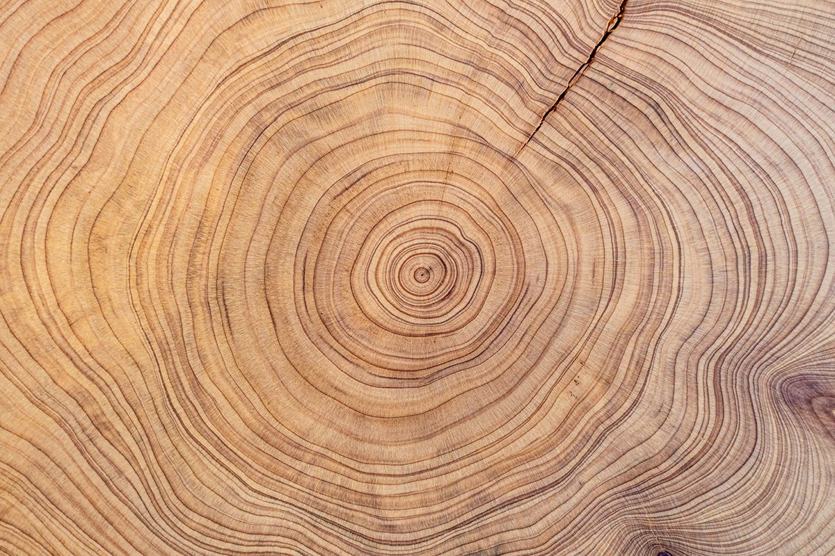 Tree Trunk Rings Art