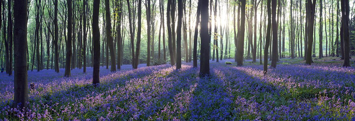 Morning Bluebell Woodland