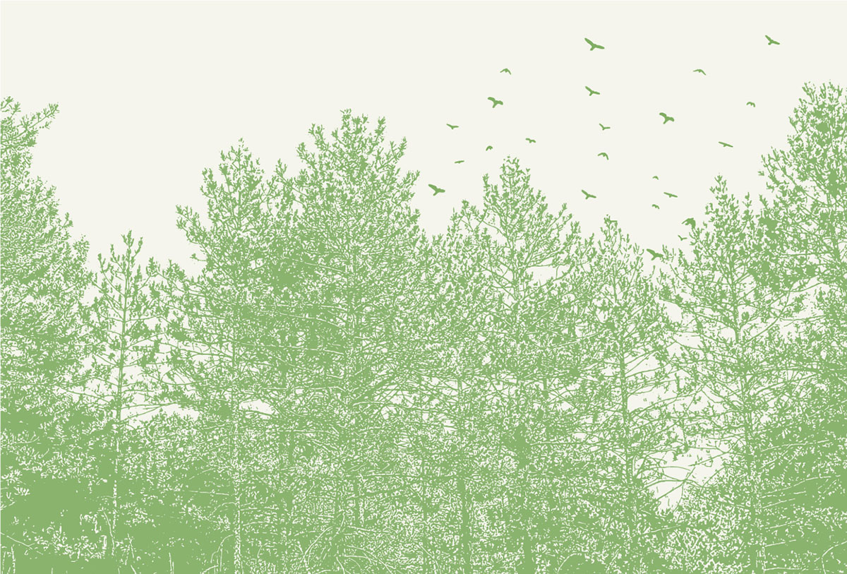 Forest Canopy Illustration